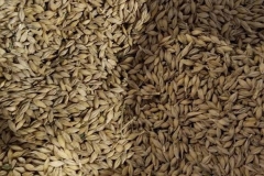 barley