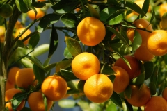 pexels-livadask-28758681-scaled